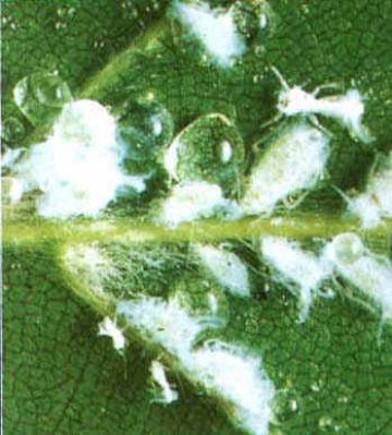 Борошнистий червець: засоби боротьби