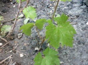 Щорічна обрізка виноградного куща