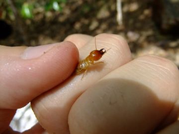 Терміти: творення або руйнування