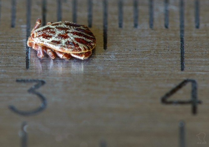 Пасовищний кліщ і захист від його укусів