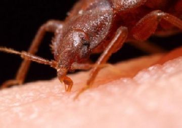 Які служби надають послуги зі знищення клопів в Москві і реальні відгуки клієнтів Які служби надають послуги зі знищення клопів в Москві і реальні відгуки клієнтів