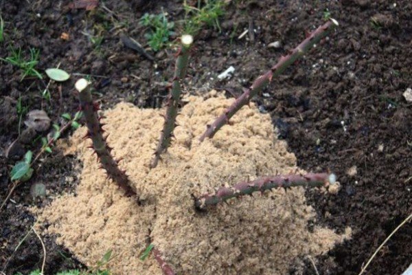 Плетисті троянди для Підмосковя: огляд кращих сортів з описом та рекомендаціями по догляду