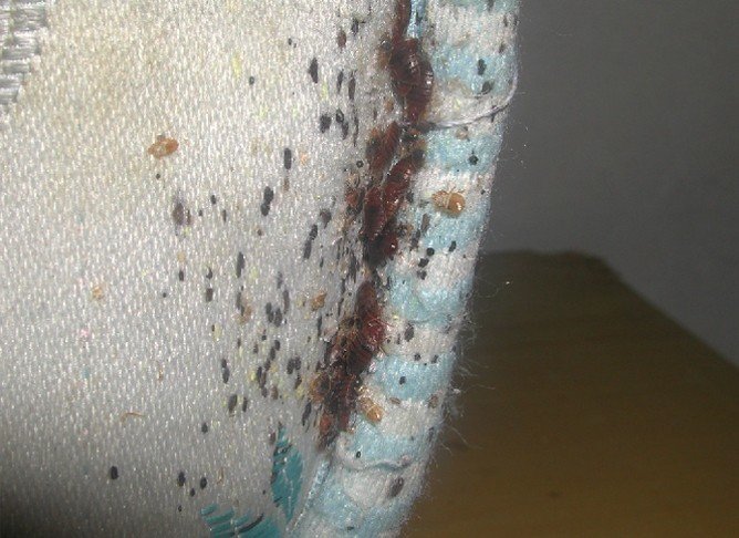 Які хвороби переносять клопи і чим вони небезпечні для людини