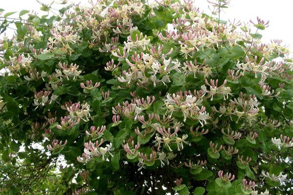 Садова рослина жимолость: що ми знаємо про чагарнику