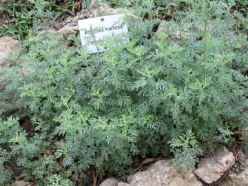 Як позбавити кішку від бліх за допомогою народних засобів