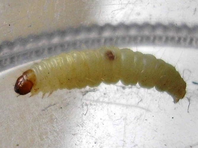 Як відрізнити моль харчову від платтяна і як з нею боротися