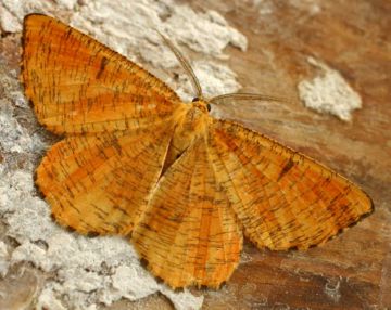 Обробка сливи навесні від шкідників: як врятувати сад від плодожерок, толстоножек та інших шкідників