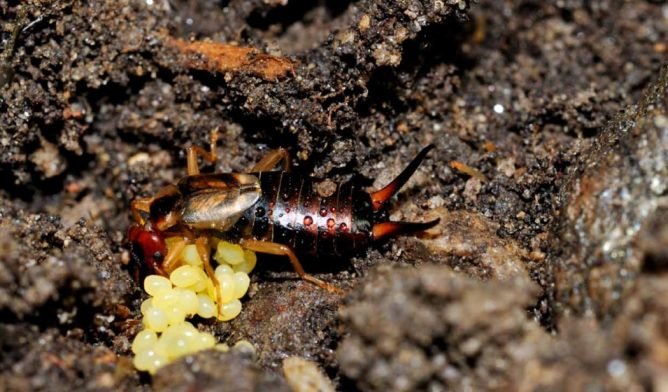 Засіб від двухвосток: чим відлякати і як труїти