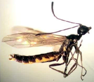 Звичайний і чорний хлібний пильщик   опис шкідників та ефективні заходи боротьби з ними