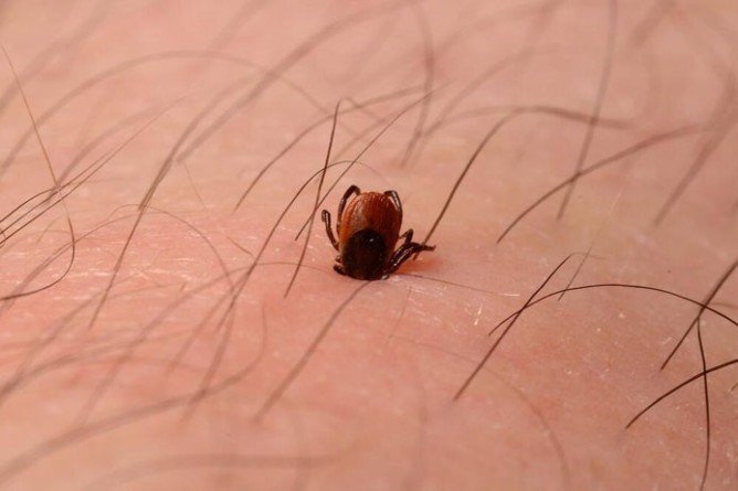 Види кліщів: акариформные та павукоподібні