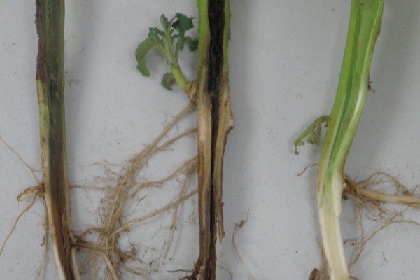 Хвороби та шкідники петунії або як уникнути небезпеки зараження рослини