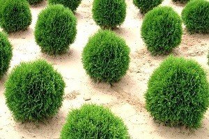 Кулясті туї — справжня прикраса садового ландшафту: опис сортів та особливості вирощування