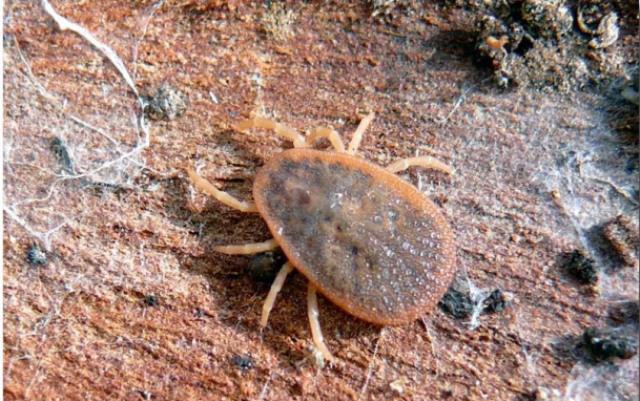 Як виглядає кліщ: повна інформація про кліщів