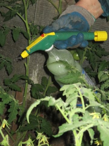 Теплична білокрилка: небезпечний шкідник понад 600 рослин