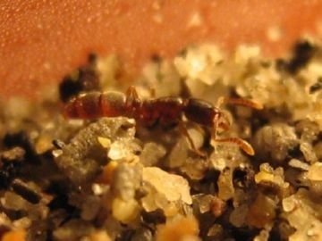 Понера: опис комахи, користь і шкода