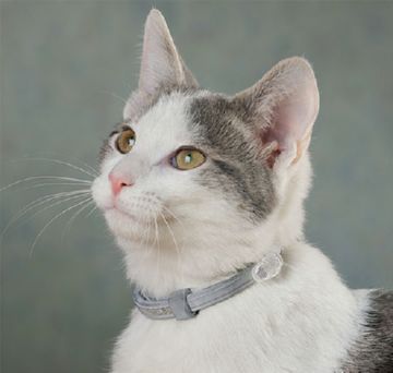 Як діє нашийник від бліх для кішок і як правильно його застосовувати