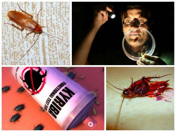 Прості відповіді на питання, як вивести тарганів з квартири назавжди