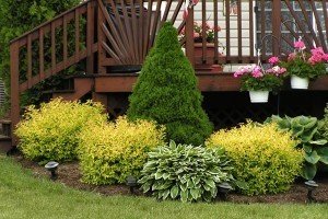 Туя Брабант: садимо найдинамічніший і високий чагарник на своїй ділянці