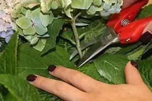 Кімнатна гортензія в домашніх умовах: рекомендації по посадці і поради по догляду