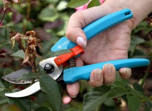 Вюнка троянда Индиголетта (Indigoletta) — нескладно виростити неможливо забути