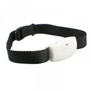 Нашийник від бліх: як діє, поради щодо вибору та застосування