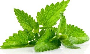 Чого бояться мурахи: захист від мурах пшоном, лимоном, перцем і маслом