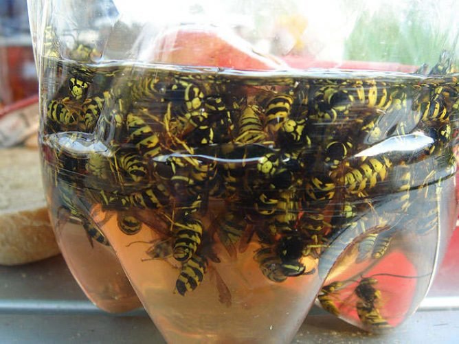 Пастка для ос своїми руками