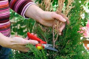 Туя: особливості посадки, правила догляду та підготовка кущів до зими