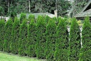 Туя: особливості посадки, правила догляду та підготовка кущів до зими