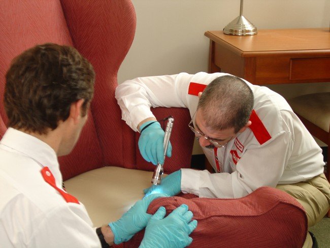 Домашні клопи – Як позбутися самостійно і швидко