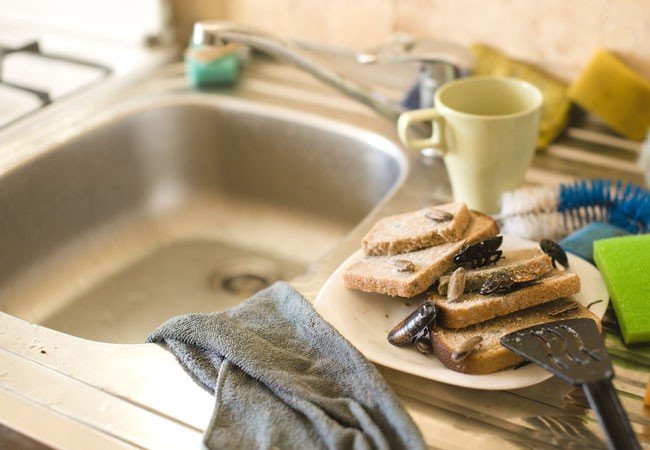 Домашні таргани: як від них позбутися назавжди