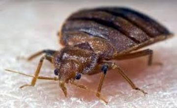 Алергія на укуси клопів: наслідки та препарати