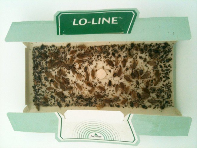 Пастки для тарганів — найефективніші пристосування