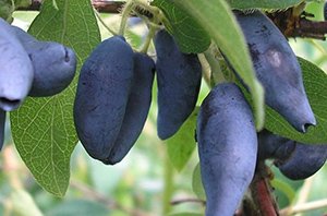 Які сорти жимолості підходять для Ленінградської області: докладний опис видів