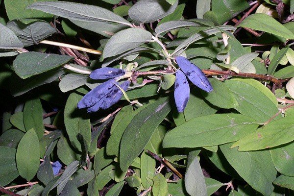 Садова рослина жимолость: що ми знаємо про чагарнику