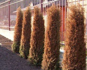 Чому жовтіють туї: природні причини, можливі хвороби і способи їх лікування