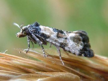 Знищуємо шкідників льону: комірних кліщів, лляних блішок і трипсів