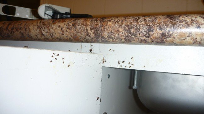 Де таргани живуть — Звідки зявляються в квартирі і як від них позбутися?