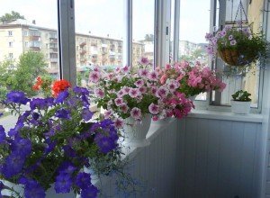 Вирощування петунії на балконі: тонкощі посадки та рекомендації по догляду