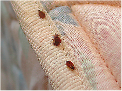 Знищення клопів – засоби для самостійного використання