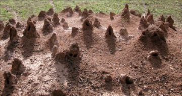 Мураха листорез   дивовижний житель лісу