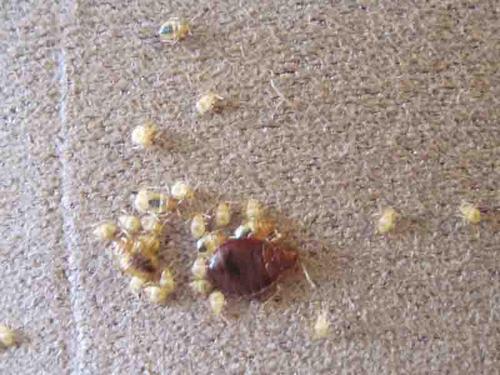 Як розмножуються постільні клопи і тривалість їх життя