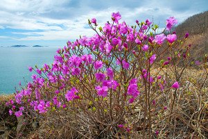 Чого бояться клопи: дієва профілактика в квартирі Чого бояться клопи: дієва профілактика в квартирі