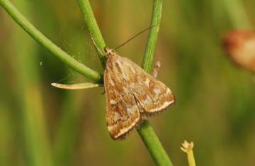 Знищуємо шкідників льону: комірних кліщів, лляних блішок і трипсів