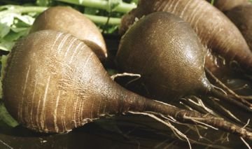 Ріпаковий пильщик – заходи боротьби з головним шкідником капустяних полів