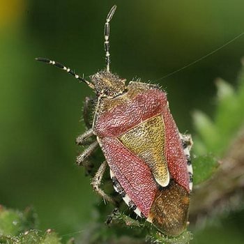 Клопи: фото та короткий опис найбільш поширених видів