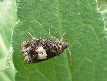 Вороги зернових: смугаста хлібна блішки та інші шкідливі комахи