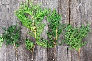 Туя: особливості посадки, правила догляду та підготовка кущів до зими