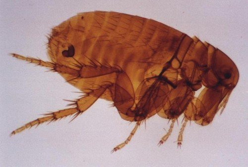 Піщані блохи – як виглядають і чим небезпечні ці паразити?