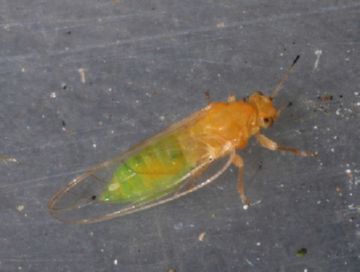 Найефективніші методи боротьби з шкідниками моркви: морквяної листоблошкой, слимаками, озимої совкой